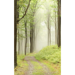 Póster BOSQUE MISTERIOSO