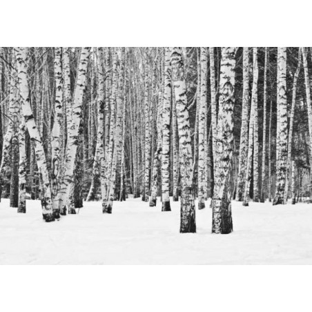 BLACK AND WHITE FOREST Poster