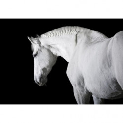 BLACK AND WHITE HORSE canvas print