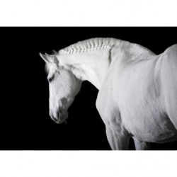 Poster BLACK AND WHITE HORSE