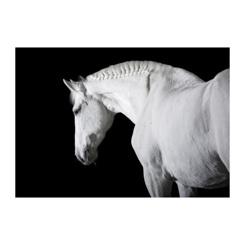 BLACK AND WHITE HORSE poster - Animal poster
