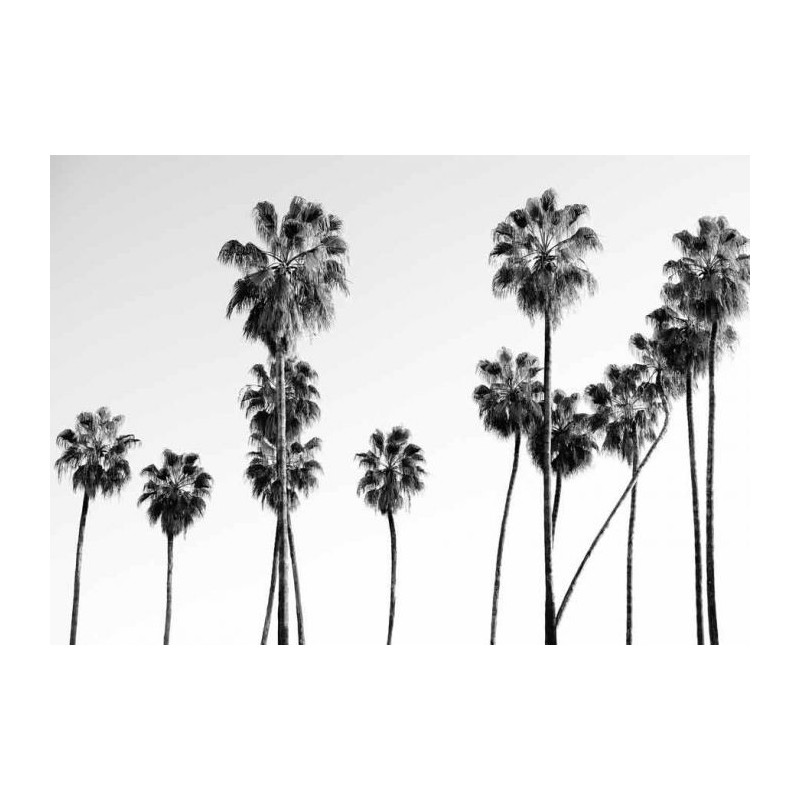 BLACK AND WHITE PALM Canvas print - Corridor canvas print