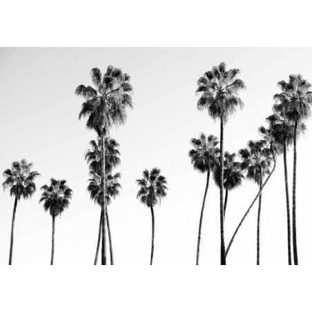 BLACK AND WHITE PALM Canvas print