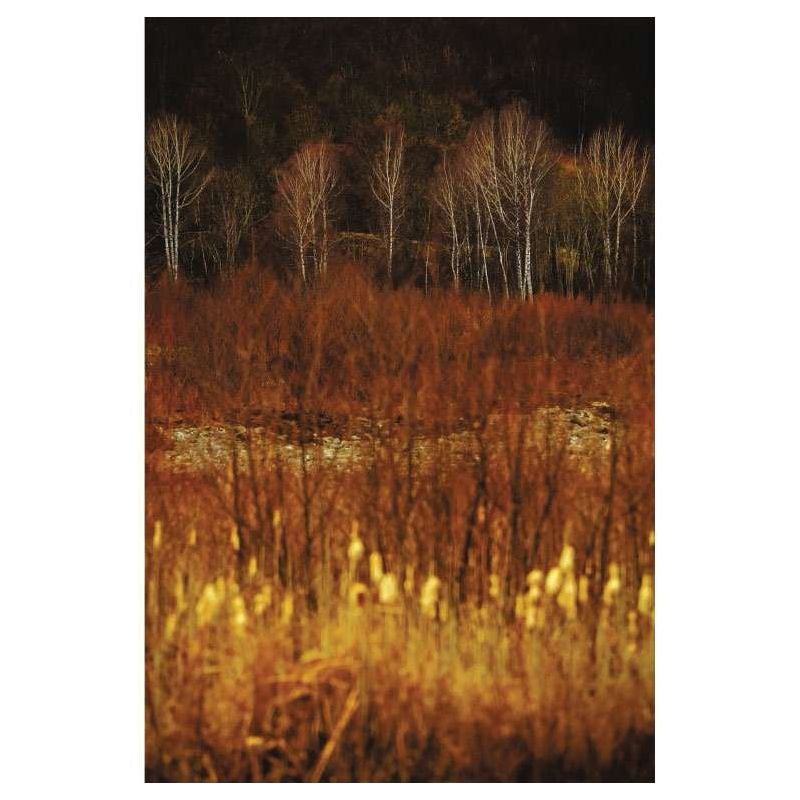 BIRCH PRINT canvas print - Landscape and nature canvas
