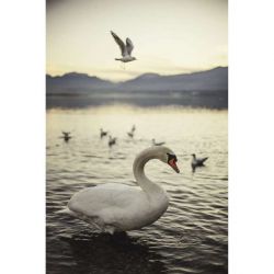 Tableau CYGNE D'ANNECY