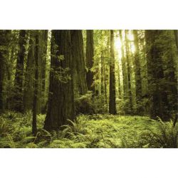 GIANT SEQUOIA USA canvas print