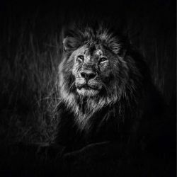 Cuadro en lienzo LEÓN BLANCO Y NEGRO