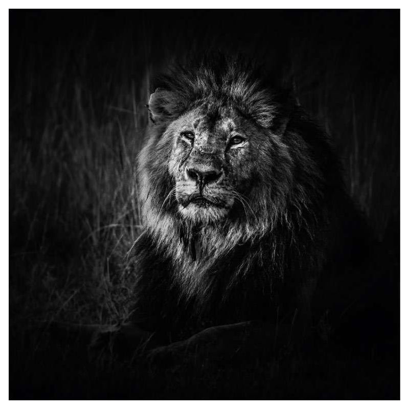 BLACK AND WHITE LION canvas print - Black and white canvas