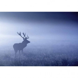 BLUE MISTY DEER canvas print