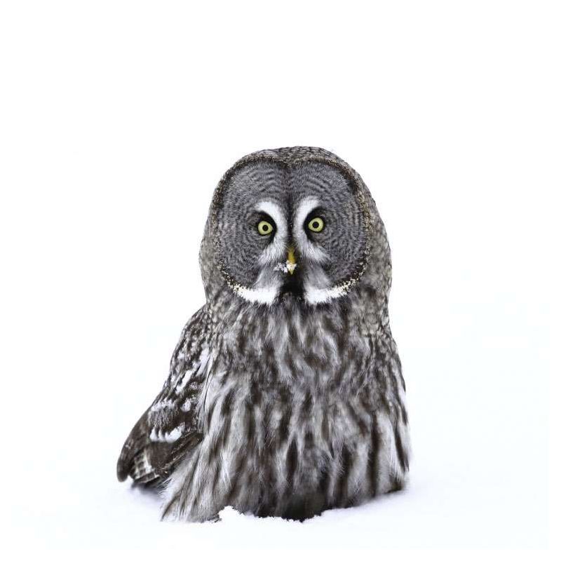 BARN OWL canvas print - Animal canvas print