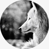 Thème animaux