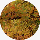 Idées déco automne