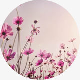 Thème fleurs