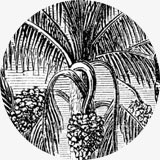 Thème gravure