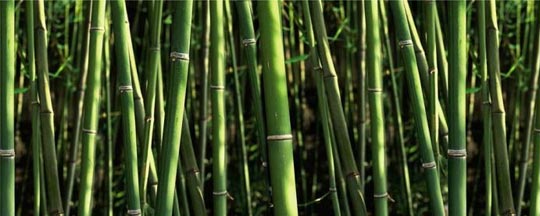 Brise vue trompe l'oeil bambous verts