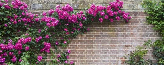 Brise vue fleurs