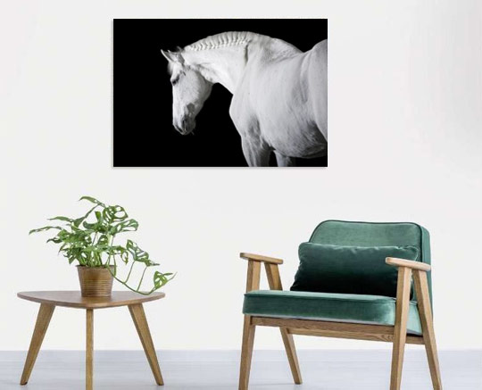 Tableau animaux photo d'un cheval noir et blanc