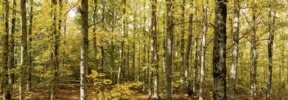 Wall decoration Forest