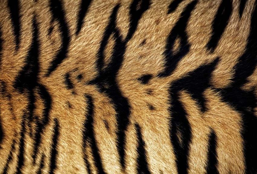 Imitation tiger skin wallpaper
