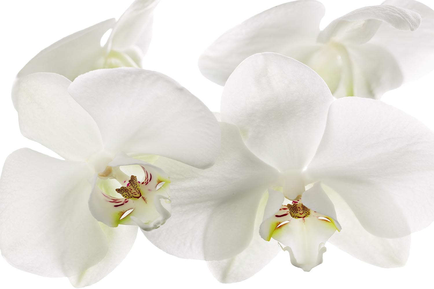 Decoración de orquídeas para restaurantes
