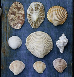 Seashells canvas print