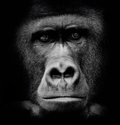 Black and white gorilla canvas print