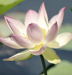 Lienzo flor de loto
