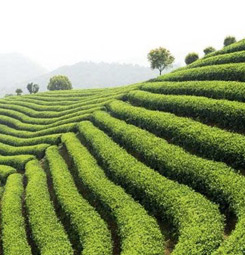 Papel pintado campo de té verde