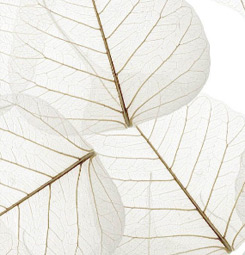 Leafing wallpaper strip