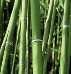 Brise vue imprimé bambou