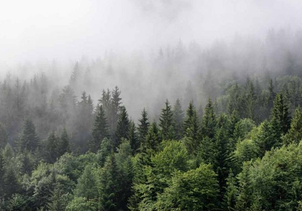 Papel pintado Niebla en el bosque
