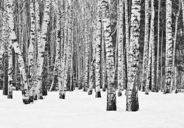 Papel pintado de bosque de abedules en blanco y negro