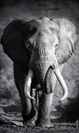 Lienzo elefante en blanco y negro