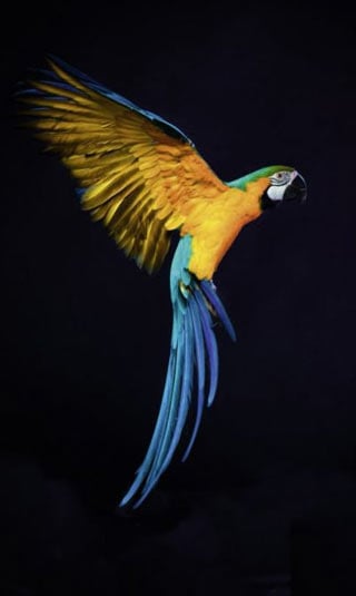 Parrot decorative canvas print