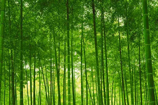 Tableau foret de bambous