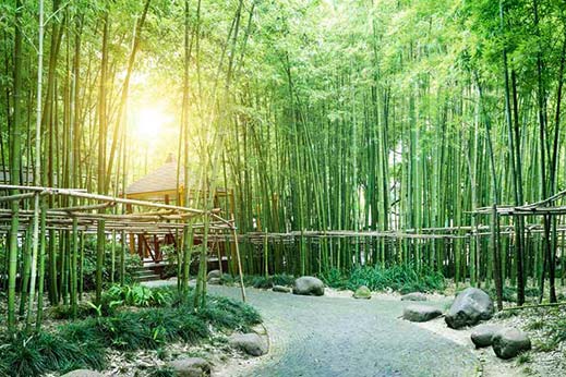 Tableau Bambous verts et zen