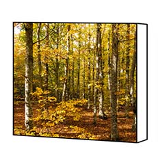 Forest canvas print