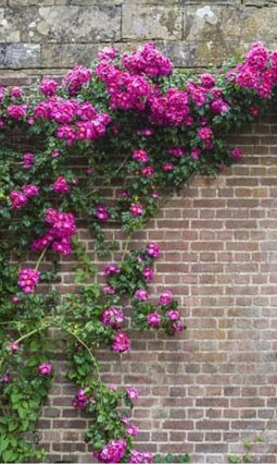 Brise vue trompe l'oeil mur de briques avec fleurs grimpantes